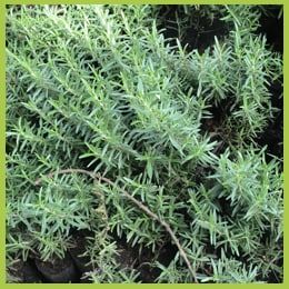 Odoo - Sample 2 for three columns